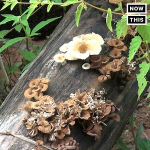 77K views · 436 reactions | This app used to identify mushrooms is 'potentially deadly' | NowThis Earth | Facebook