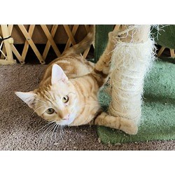 Palo Alto, CA - Domestic Shorthair. Meet PEAS a Pet for Adoption - AdoptaPet.com