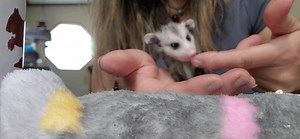 4.9K views · 1.1K reactions | Tube feeding baby opossums. Will be using the "lick mat" later to get them to start lapping formula | Little Bit Wildlife Rescue | Facebook