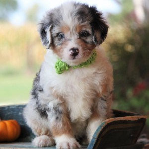 Aussiedoodle Puppies for Sale by Breeders | PuppySpot