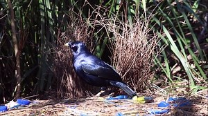 Satin Bowerbird Decorating Bower Stock Footage Video (100% Royalty-free) 1037307455 | Shutterstock