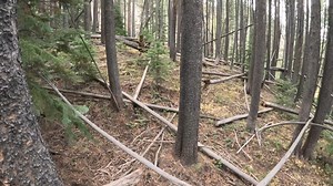 2.5K views · 98 reactions | Forest Beings Hiding on Video. With insane back up | Colorado Bigfoot | Facebook