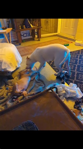 Just a couple of silly goofy guys #dogsoftiktok #pitbullsoftiktok #pitbull #foryoupage #fyp #Tiberious #Finn #dogs #play #adoptdontshop #puppy