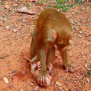 Real video mama monkey discipline baby monkey Luno | Monkey TV Daily