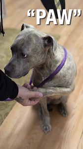 This is Koa❤️ A gorgeous blue brindle female that doesn't look her age! She is about 8 years old and was surrendered by her family. Apply here if you’d like to make her a part of your family: She is stunningly beautiful and knows basic obedience and commands. Koa has been a pleasure since arriving at NYBC and really deserves a home to call her own. She would do best in a home with older children. Please consider adopting Koa today. #koanybc #nybc #newyorkbullycrew #adoptdontshop | New York Bully