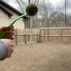 Laney is still searching for someone to play fetch with. #adoptcha #chaanimalshelter #playtime #enrichment | CHA Animal Shelter