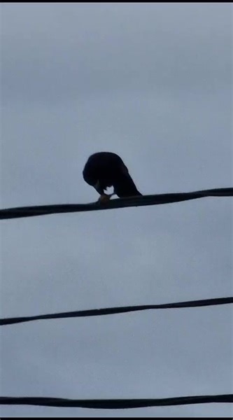 21K views · 175 reactions | Având site-ul picat (sperăm că nu va mai dura totuși prea mult  ), ne uităm la alte ființe cum muncesc | Monitorul de Vrancea | Facebook