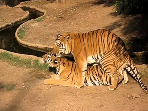 tiger mating second attempt