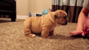 Cute English Bulldog Puppies 😍 | English Bulldog