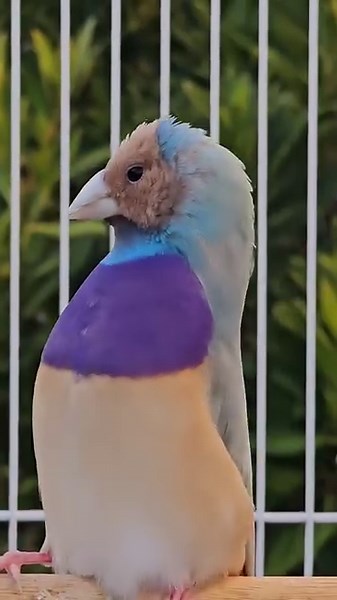 100K views · 9.4K reactions | For those who have never seen the gouldian finch mating display, heres a male giving it his all  | Paradise Aviary | Facebook