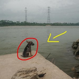 Saving a Stranded Puppy | Animal - Rescue Center