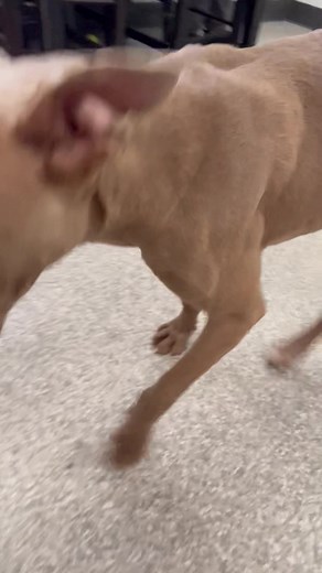 We would like everyone to meet Skeet! Skeet is a one year old handsome, sweet, happy and energetic boy! He LOVES people and will do just about anything for a treat! Haha! His big ol Yoda ears just give him so much personality, you can not help but laugh and smile when with him! If you would like to meet this sweet boy, please call (419)423-1664. T-F 12-5 and Sat 12-3. | Humane Society and SPCA of Hancock County