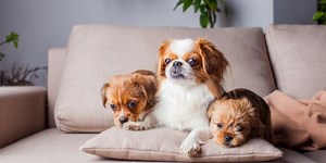 Perro Pekinés: raza braquicéfala e histórica | Terranea Seguros - Un blog de seguros diferente