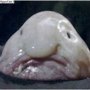 statefarm_agents - Twitch