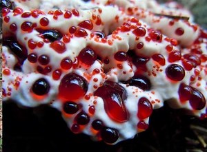 Hydnellum peckii - Alchetron, The Free Social Encyclopedia
