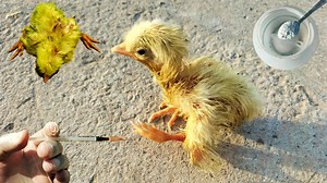 Treatment for Lameness in Poultry | Dr. ARSHAD | Dr. Arshad Veterinary Clinic