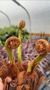 These impressive tree ferns are among the oldest plants in the world, and their fascinating appearance will soon catch the heart of any gardener. #gardeninguk #gardening #GardenInspo #gardeninspiration | Gardening Express