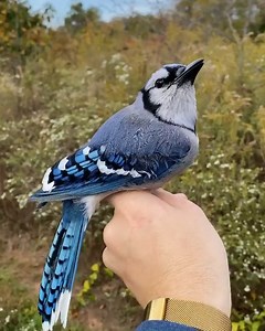 The prettiest birds you've ever seen! | MetDaan DIY