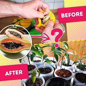 Grow your own papaya and other store-bought fruits at home. | Fabiosa Hearty