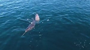 Narwhal caught on film stunning fish with tusk