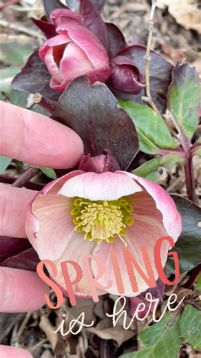 43 reactions | Signs of spring are emerging in the garden. | Toronto Botanical Garden | Facebook