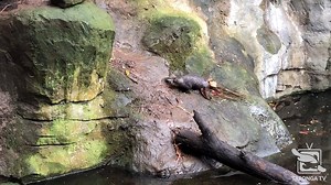 Did you know platypus are suprisingly adept climbers? Watch in wonder as this skillfull scrambler gathers nesting material. #forthewild #tarongatv | Taronga Zoo Sydney