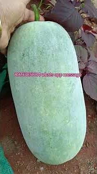 Thottam siva / Thottam siva humble / kitchen garden guide / true inspiration / ஆசான் 🙏