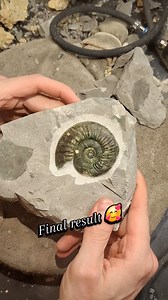 1.2K views · 281 reactions | Lovely green ammonite 殺 Full prep timelapse Video! . . . . Follow @bavarian.fossils for more #natural treasures! #ammonite #fossilprep fossils preparation ammonites jurassic beauty jurassiccoast geology fossil palaeontology treasure fossilhunting photography collection prehistoric museum science naturalhistory ancient art news animals rock ocean dinosaur geologist minerals | Bavarian Fossils | Facebook