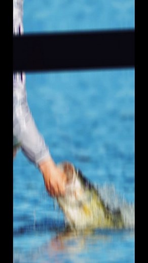 3.3K views · 44 reactions | NPFL Stop 3️⃣ on Santee Cooper Lakes was no joke! 嵐 #DestinationClarendonSC #BassFishing #TNPFL Bstaleyfishing Todd Goade Fishing Patrick Walters Fishing Will Harkins | The National Professional Fishing League | Facebook