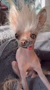 Câine fără păr !!! ❤️❤️❤️❤️ ADOR ! #caine #caini #fy #fyp #goviral credit @mr._pumpernickels_adventures_ | Felisa Sphynx Romania Sphynx & Lykoi Cattery