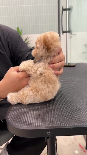 Adorable Puppy Compilation - Funny Puppies Playing