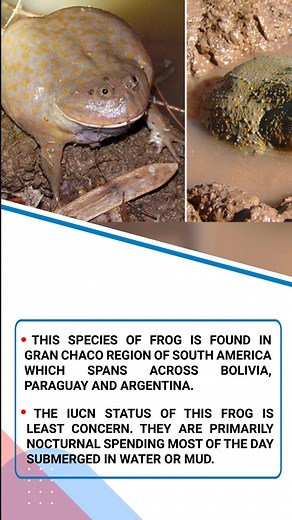 Budgett Frog | Indian Institute of Science(IISc) | #forumias #shorts #forumias #upsc #ias #currentaffairs #indianinstituteofscience #IISc #budgettfrog #southamerica #argentina #environment | ForumIAS.com | Facebook