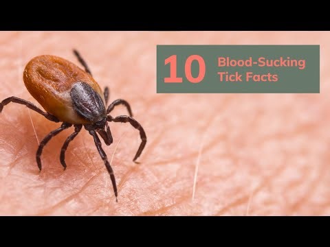 10 Blood Sucking Tick Facts