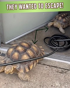 Taking Markiplier to a pre-birth checkout 🐐 | The Urban Rescue Ranch