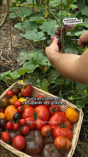 Anti-mildiou #tomate #jardin #potager #permaculture #jardinage #astuce
