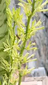 My snake plant started flowering after I brought it outside! It’s rare to see them bloom, usually a sign of maturity and sometimes stress, like more light or being root-bound. First time seeing this in real life! #snakeplant #plants #plantparents | PlantedBy.Ycee