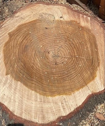 How to count the rings of a tree.