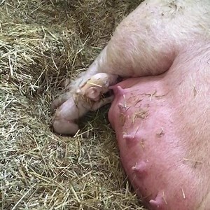 First piglet arrived! | Gale Woods Farm
