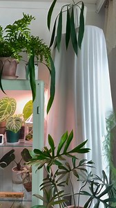 Spring breeze 🌱🌴🌵🌿🍀 by @heike_plants #urbanjunglebloggers | Urban Jungle Bloggers