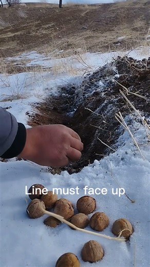 Walnut seed planting 🌰