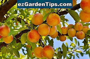 Les arbres kaki ont-ils besoin d'un mâle et d'une femelle pour produire des fruits? 🌱 Conseils Jardiniers - Fr.ezGardenTips.com