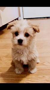 #puppylife #puppies #puppylove #puppy #puppyplaytime #morkielife #morkies #morkie #morkiepuppies #cute #cutepuppies #cutenessoverload #cuteanimals #doglove #doglover #dogs #dogslife | Jennifer Reynolds
