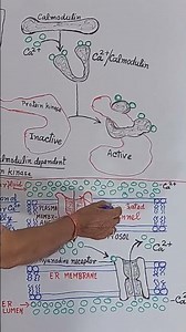 Ryanodine Receptors #bioogybySKSir #biologyshorts #biology