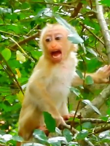 Super cute super active baby Mollie love make cute lip-smacking | Monkey TV7