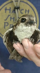 2.1K views · 281 reactions | #swift #birdrescue #whitethroatedswift #wildlife #Arizona #cliffdwellers #goingvert #insecteater #libertywildlifeaz #libertywildlife | Liberty Wildlife | Facebook