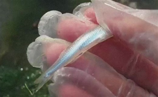 古早画质/座机像素/vlog记录/海边日常/捡贝壳/Polaroid DVF-720