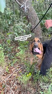 Our bloodhound pups will be ready to find missing children and adults in no time. K-9 Duke found our photographer (who left a winding and adventurous track that led to him up in tree) like it was nothing! | Pinellas County Sheriff's Office