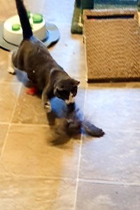 146K views · 1.4K reactions | When a woman's cat brings a poor bird into the house, the woman tries to go to the rescue – one disaster at the time. | Newsner.com | Facebook