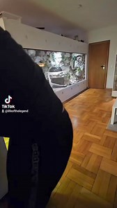 220K views · 970 reactions | #enclosure #tigerpython #burmesepython #reptilekeeper #amazing #terrariumbau #reptilesoftiktok #tiktok #tiktokgermany #python #snake #tooltime #work #exoticpets #wow #terrarium #viral #viraltiktok #foryou #4u #schlange #kiss #love #foryoupage #passion #exotic #fy #fypシ #fypage | Fabians Reptilienraum | Facebook