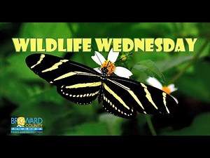 Wildlife Wednesday Zebra Longwing Butterfly